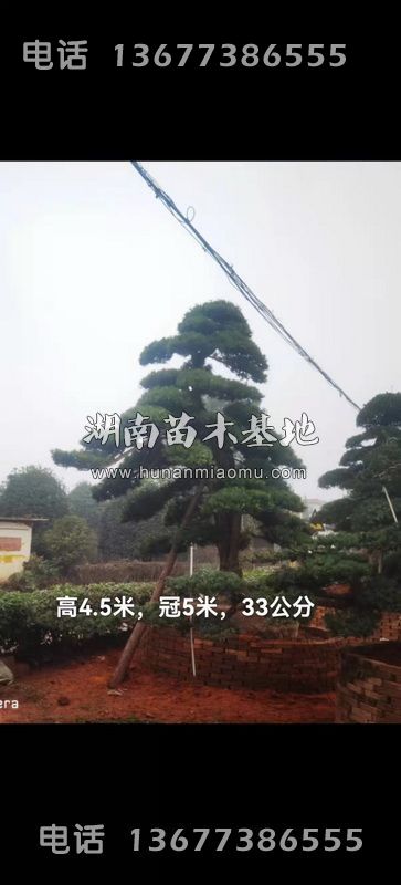 异形飘枝罗汉松