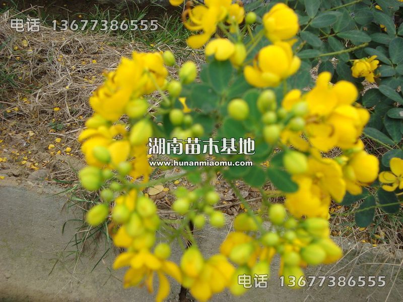 黄花槐