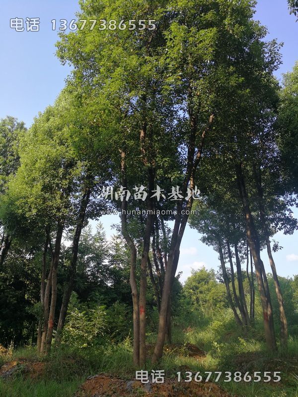 丛生香樟